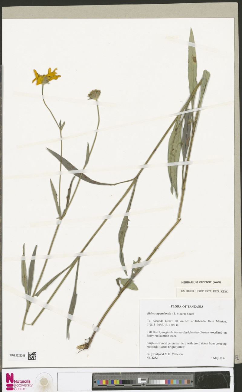 Bidens ugandensis photo 6