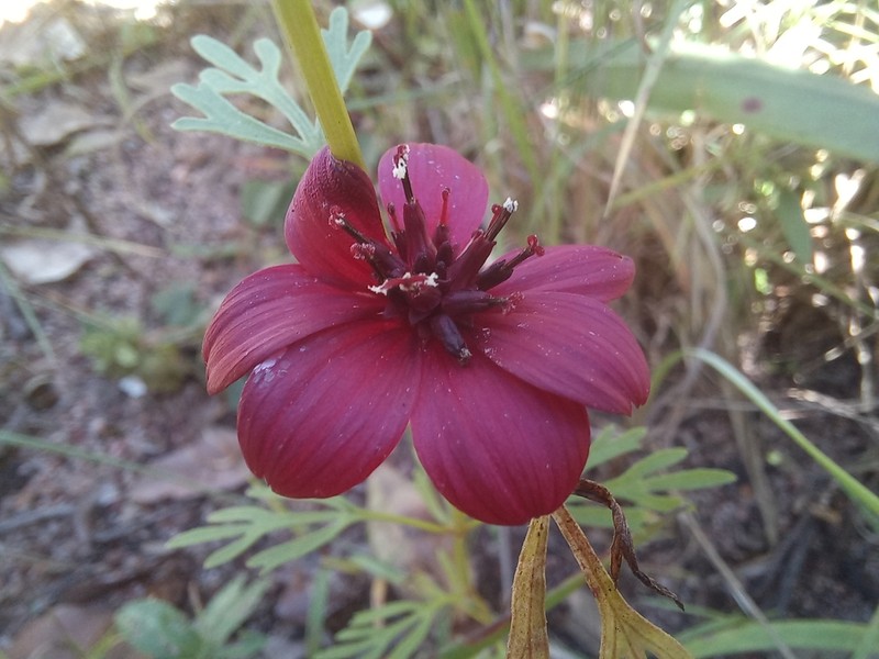 Bidens urceolata