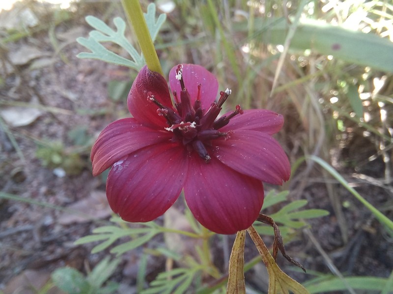 Bidens urceolata photo 4
