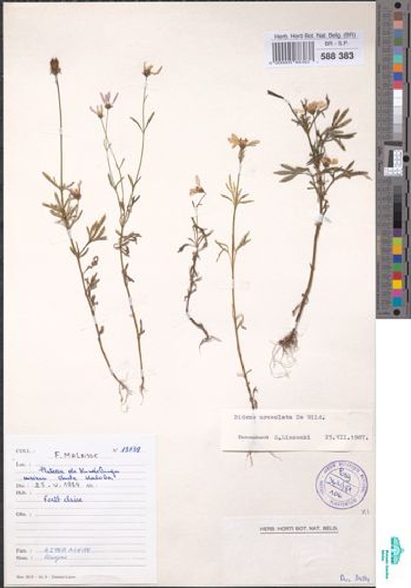 Bidens urceolata photo 5