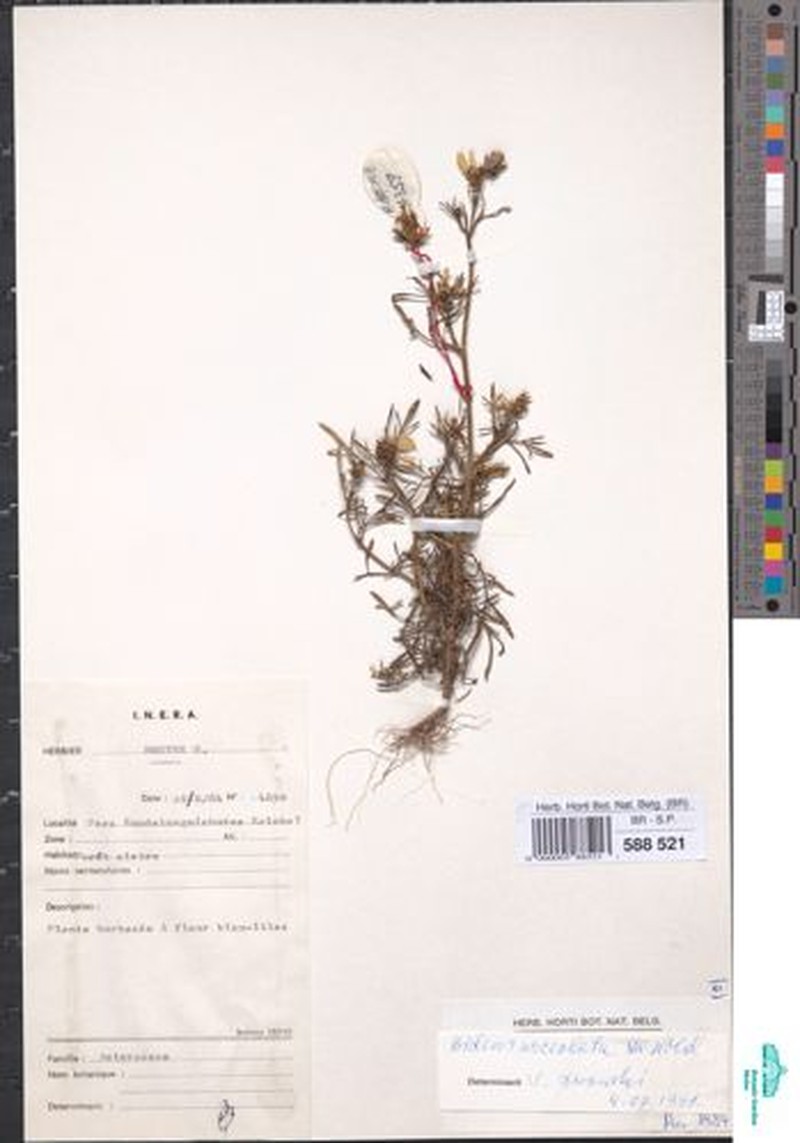 Bidens urceolata photo 6