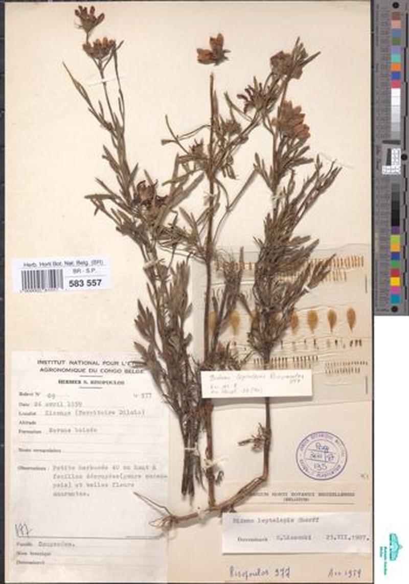 Bidens urceolata var. leptolepis