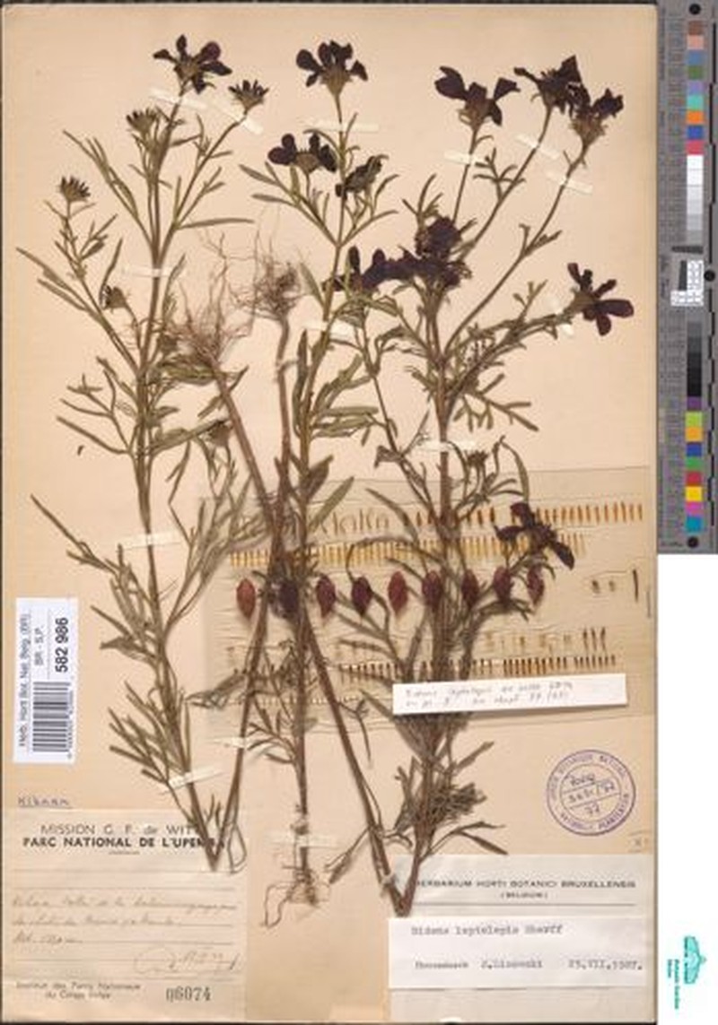 Bidens urceolata var. leptolepis photo 2