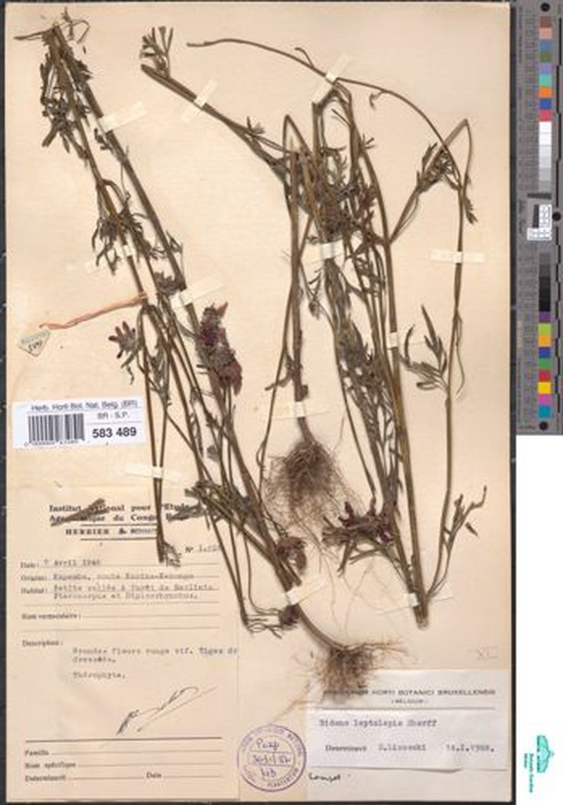 Bidens urceolata var. leptolepis photo 3