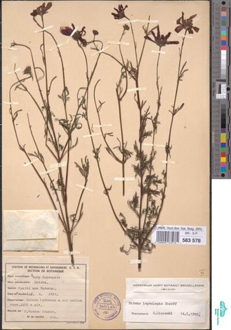 Bidens urceolata var. leptolepis photo 4