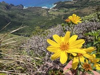 Mt. Kahili Beggarticks