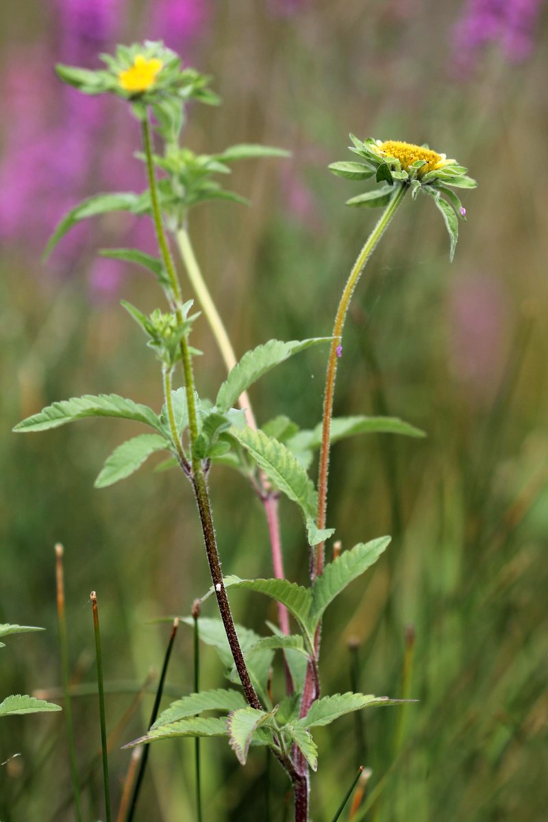 Big Devils Beggartick