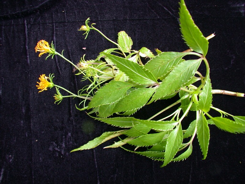 Bidens wailele