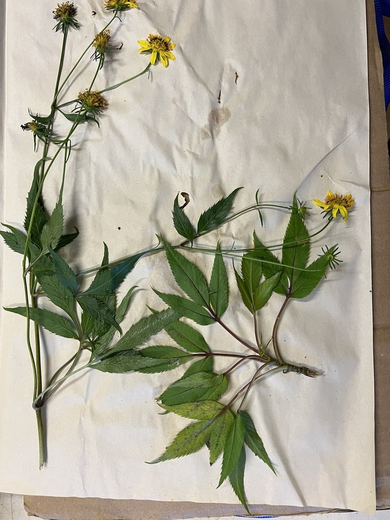 Bidens wailele photo 2