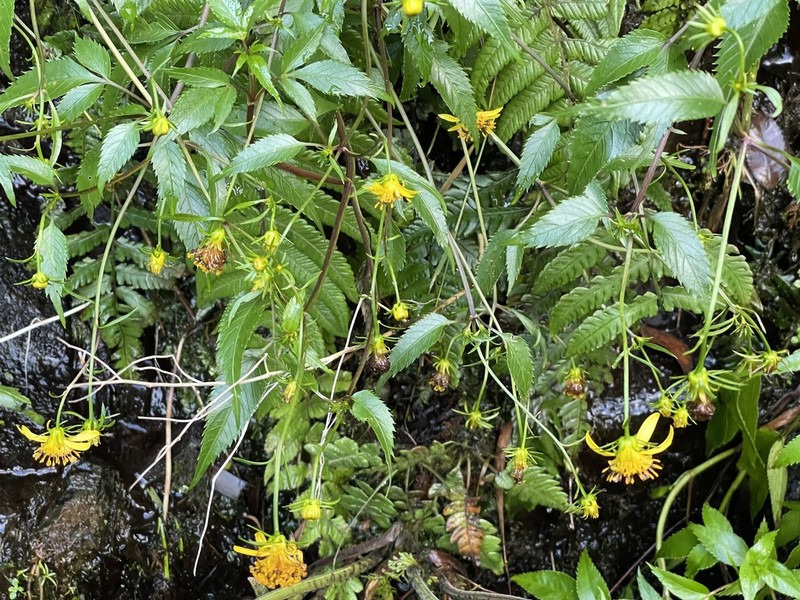 Bidens wailele photo 3