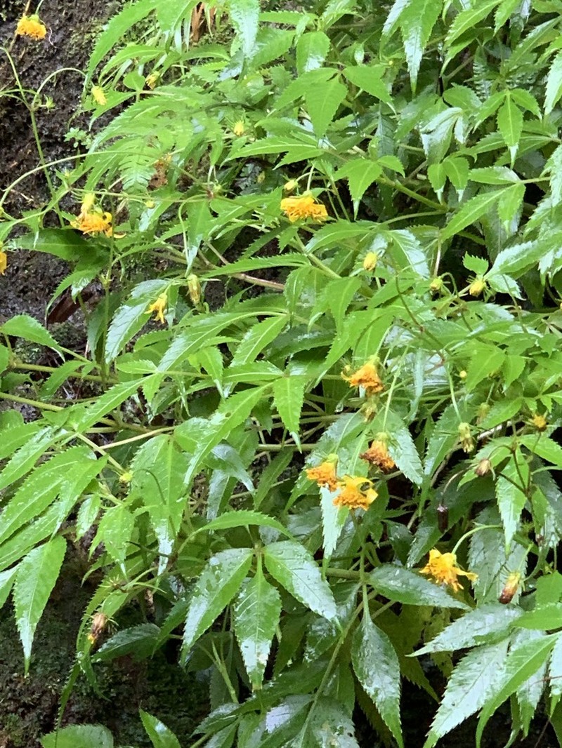 Bidens wailele photo 4