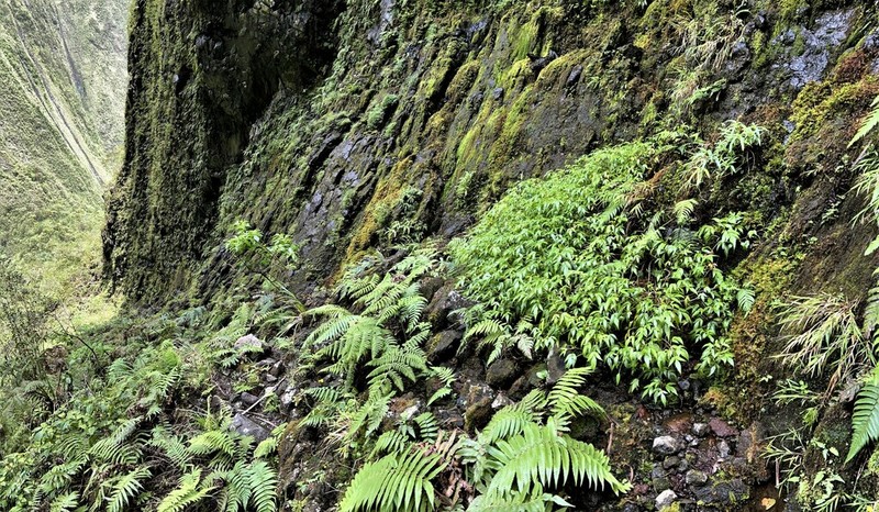 Bidens wailele photo 5