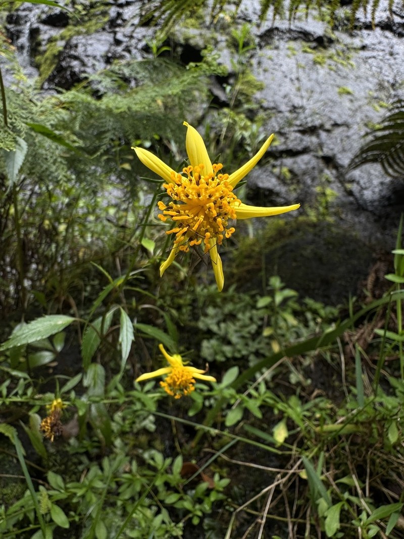 Bidens wailele photo 6