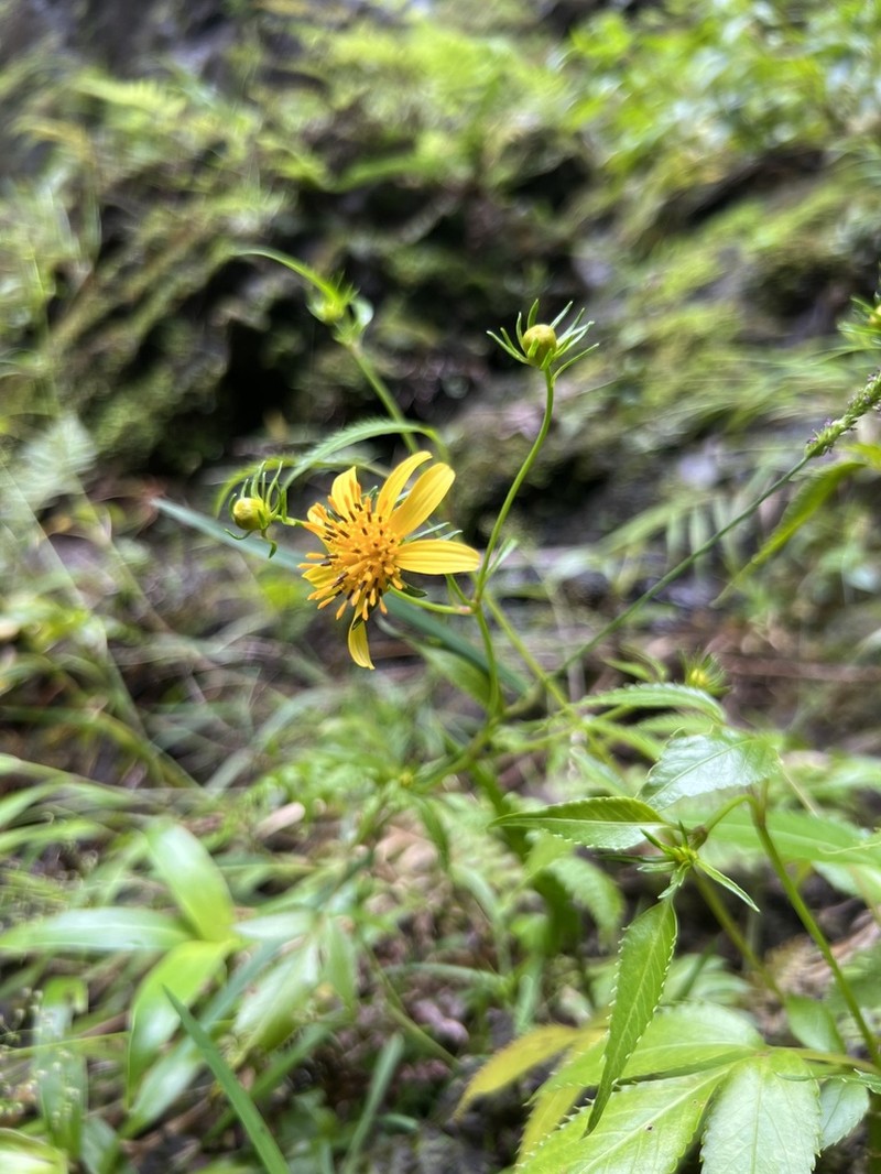 Bidens wailele photo 7