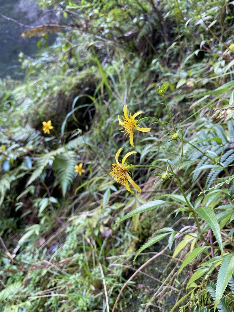 Bidens wailele photo 8