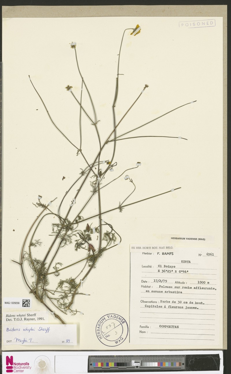 Bidens whytei