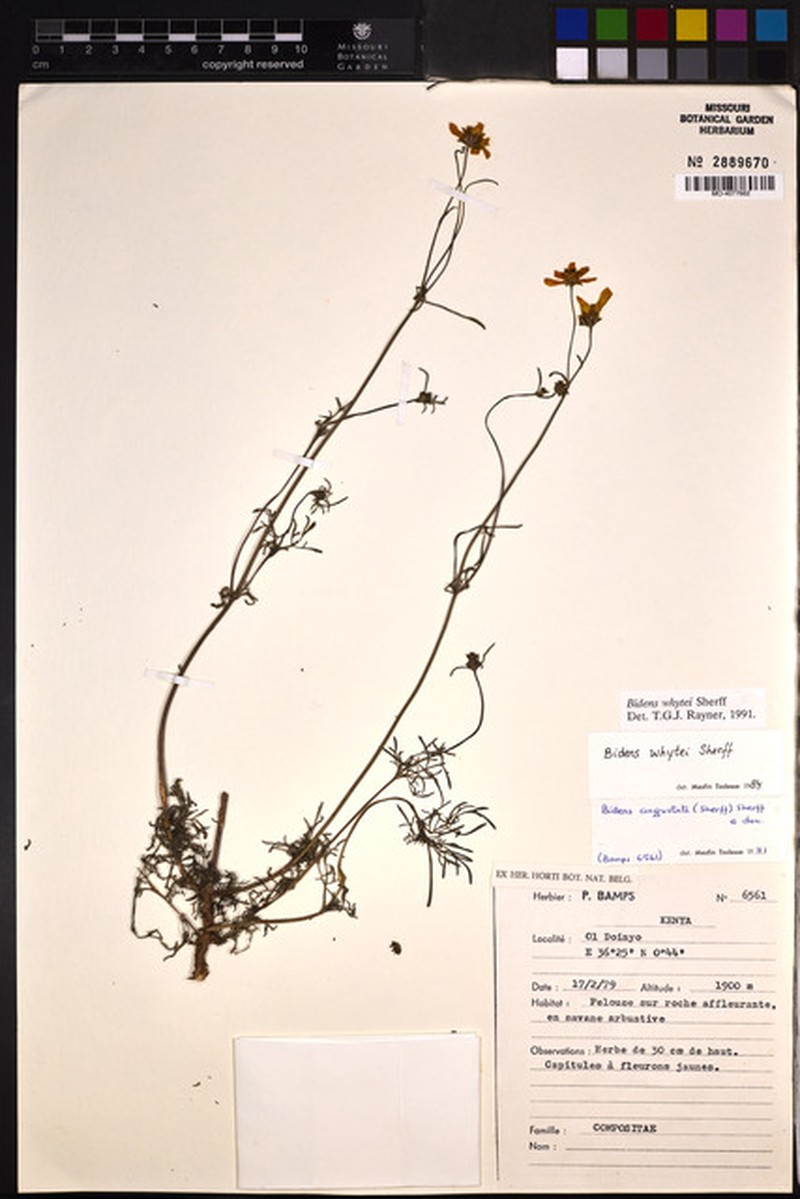 Bidens whytei photo 2