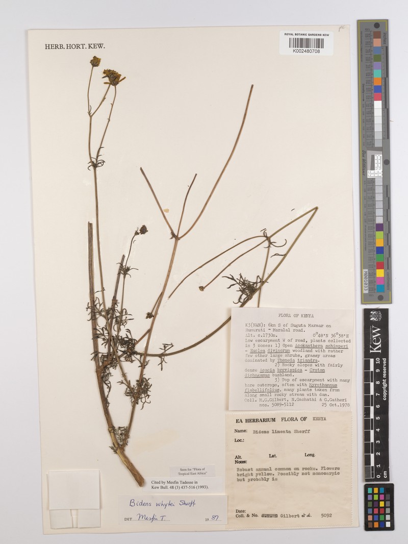 Bidens whytei photo 3