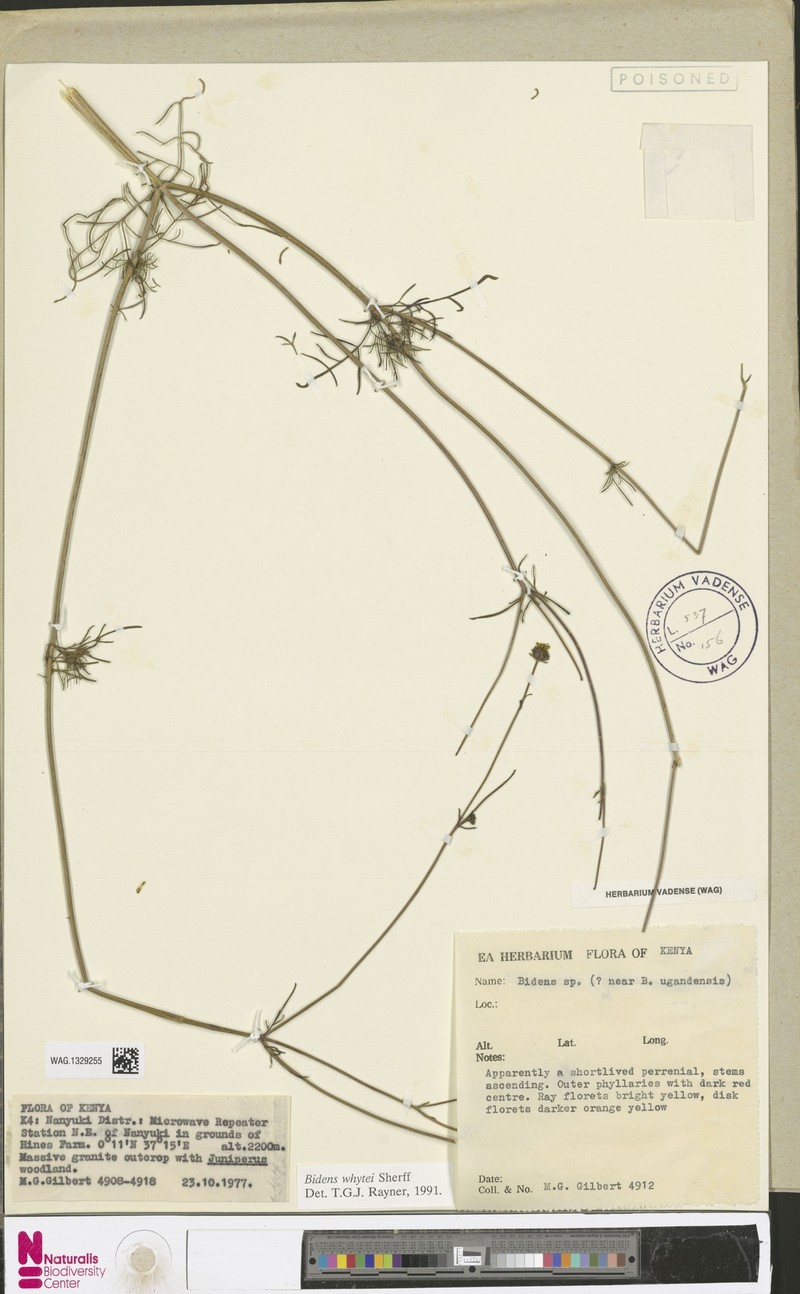 Bidens whytei photo 4