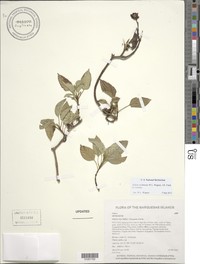 Bidens wichmanii