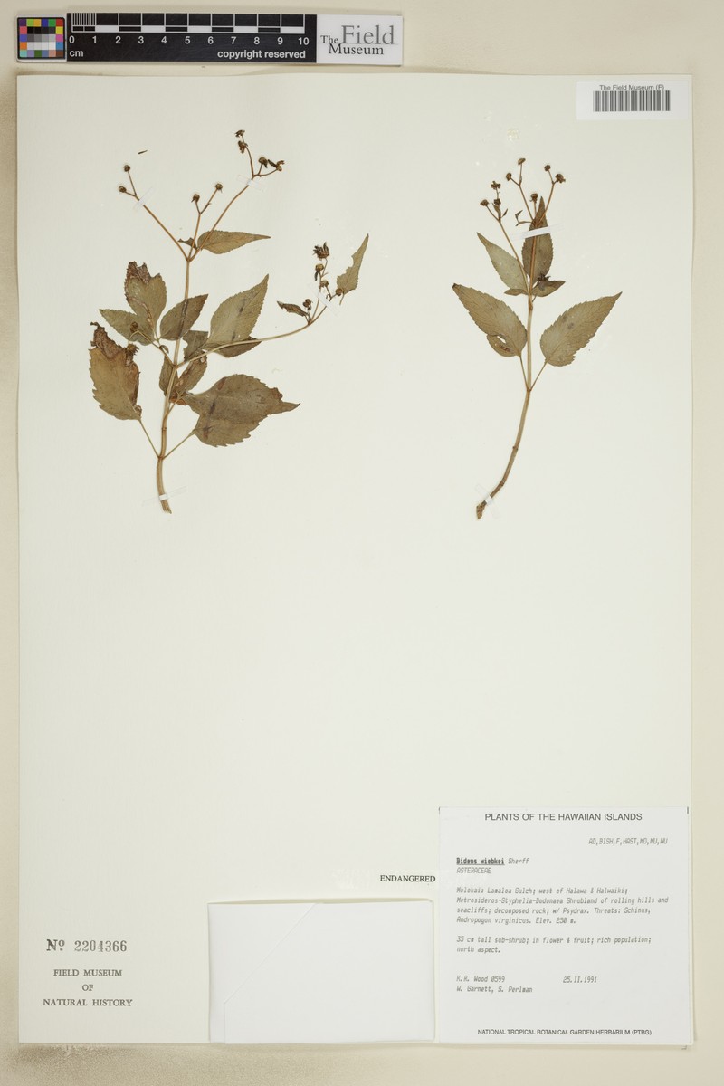 Wiebke's Beggarticks photo 3