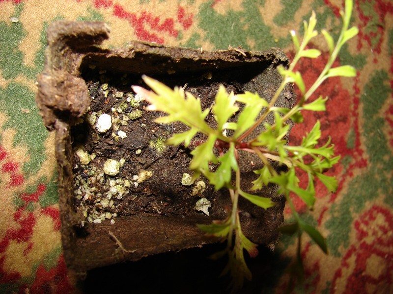 Wiebke's Beggarticks photo 5