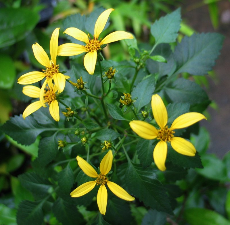 Wiebke's Beggarticks