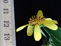 Bidens woodii