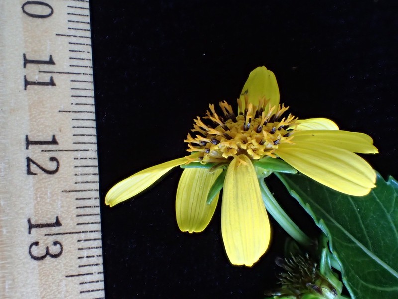 Bidens woodii