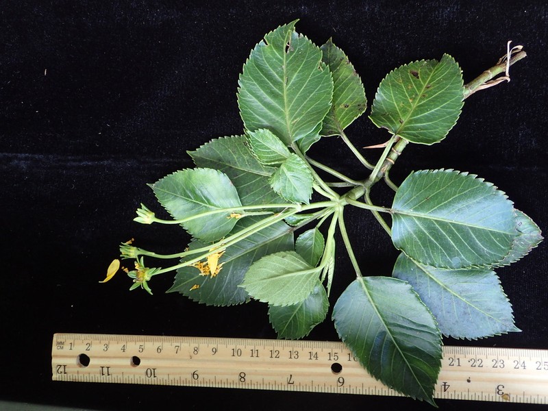 Bidens woodii photo 2