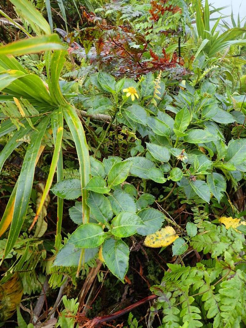 Bidens woodii photo 3