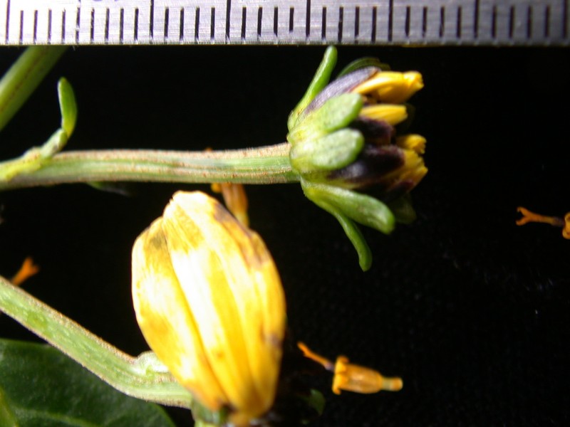 Bidens woodii photo 4