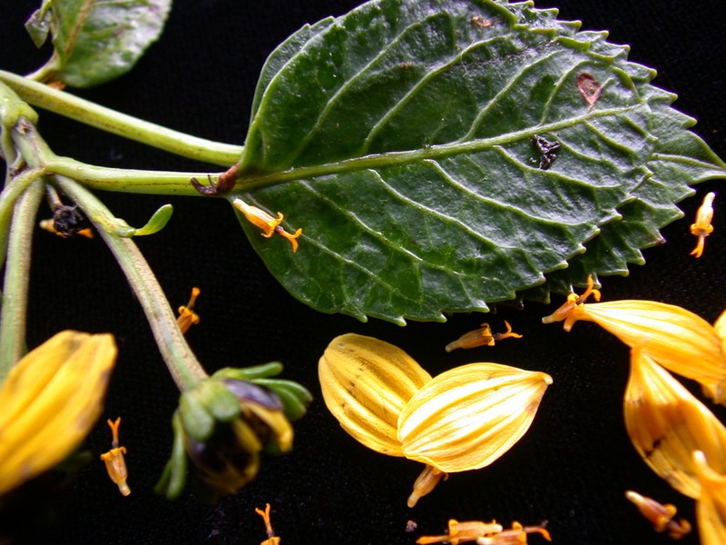Bidens woodii photo 5