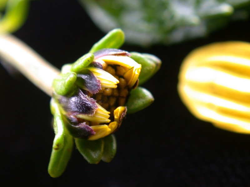 Bidens woodii photo 6