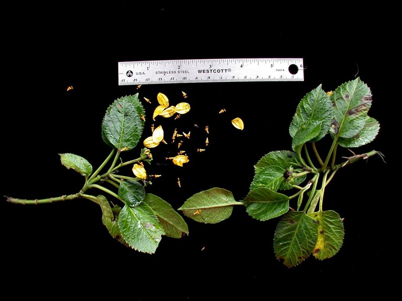 Bidens woodii photo 7
