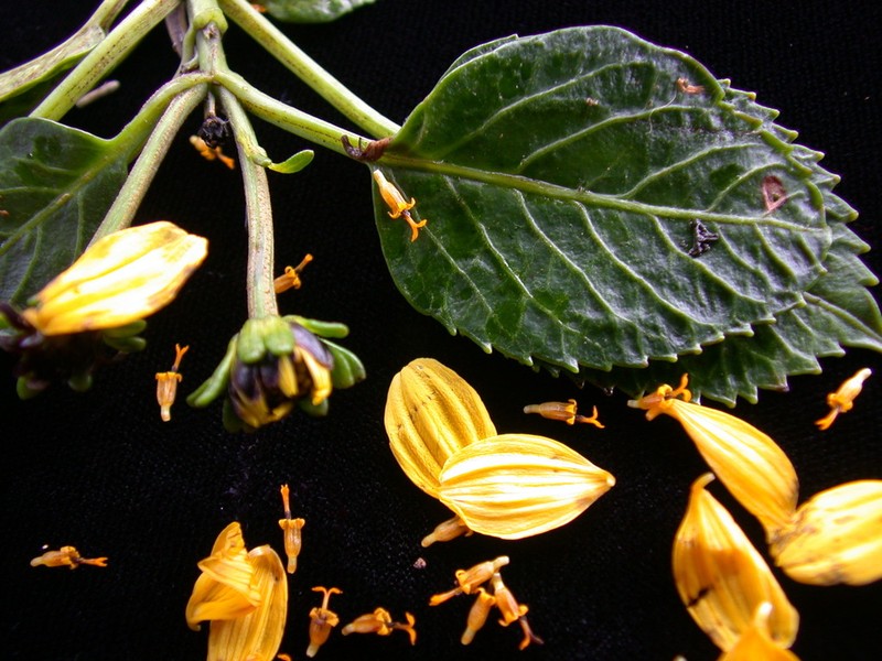 Bidens woodii photo 8
