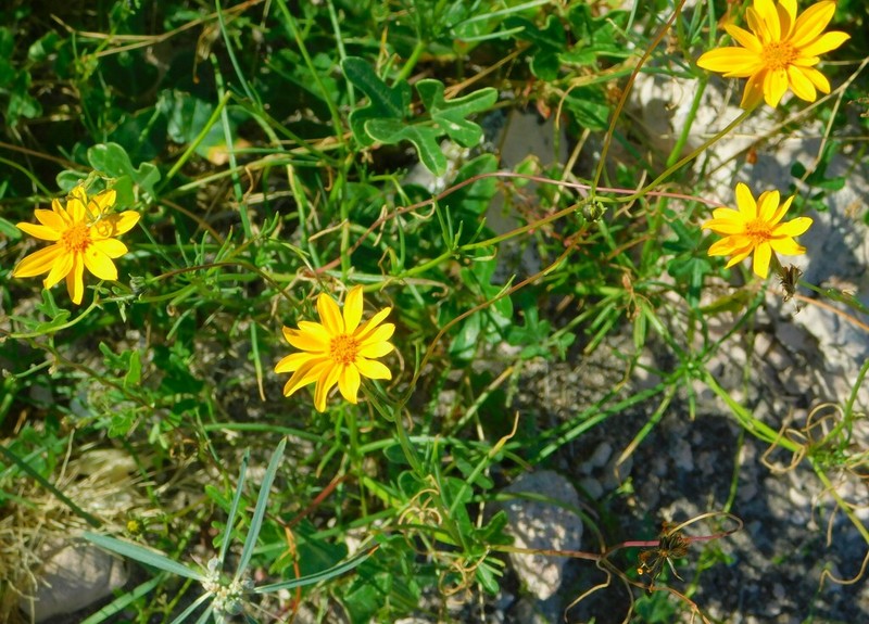 Bidens xanti