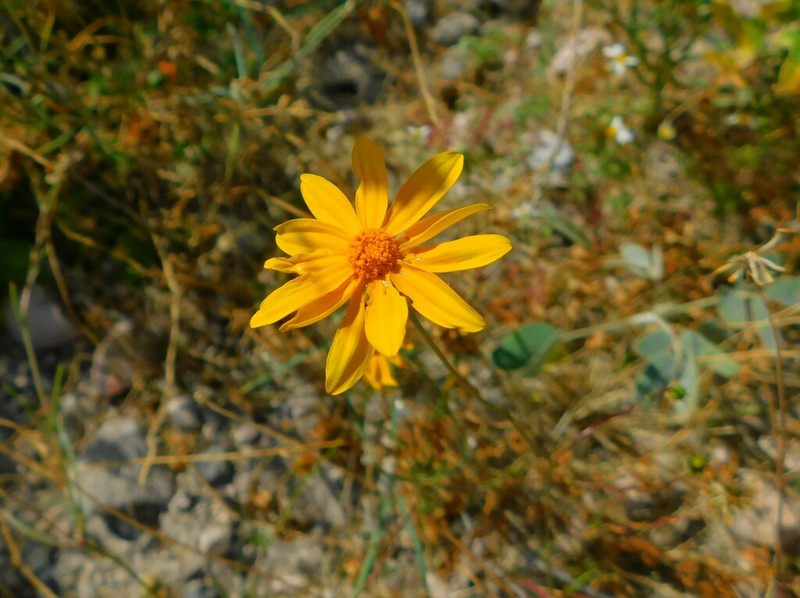 Bidens xanti photo 2