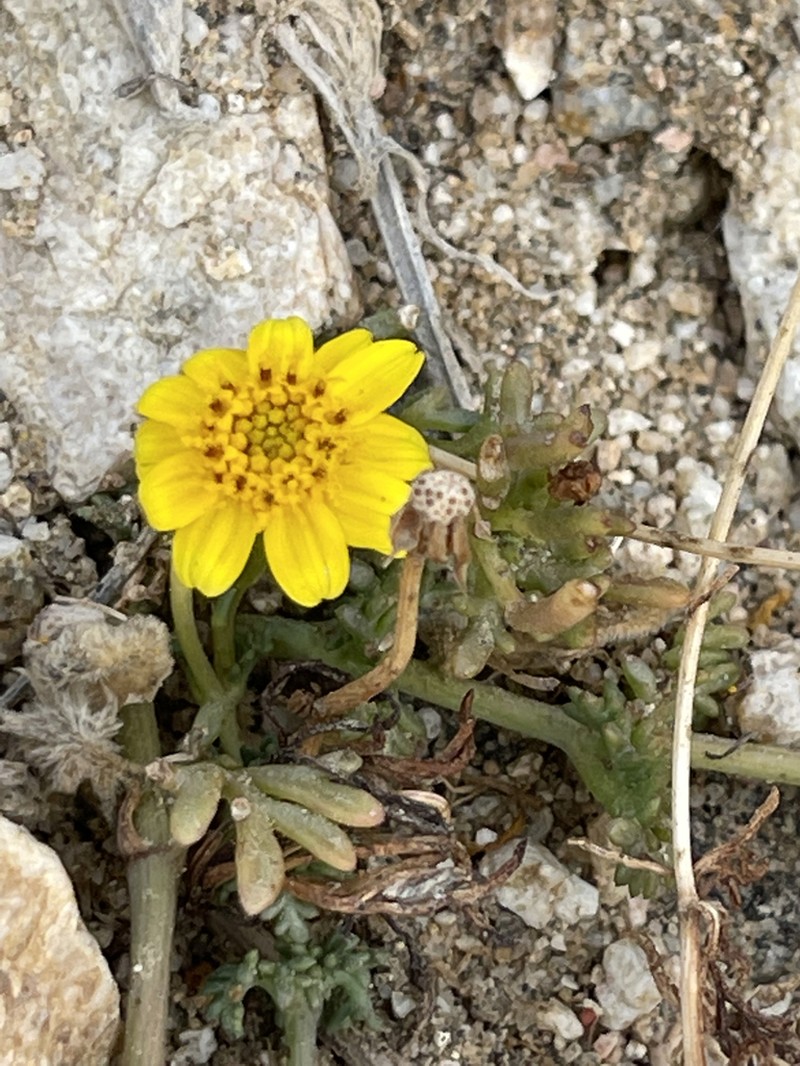 Bidens xanti photo 3