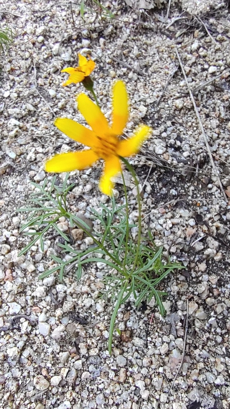 Bidens xanti photo 4