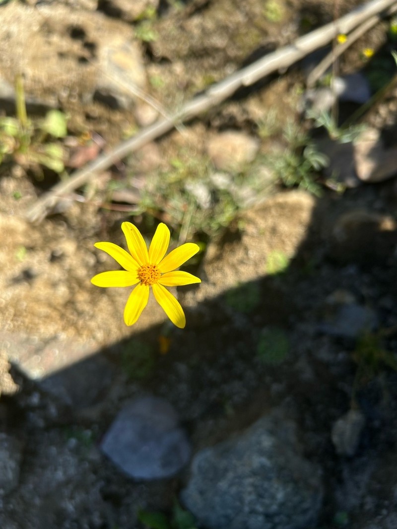 Bidens xanti photo 5