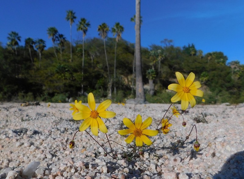 Bidens xanti photo 6