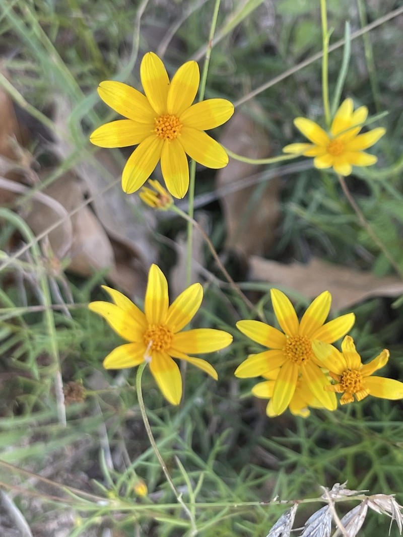 Bidens xanti photo 7