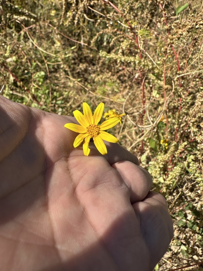 Bidens xanti photo 8
