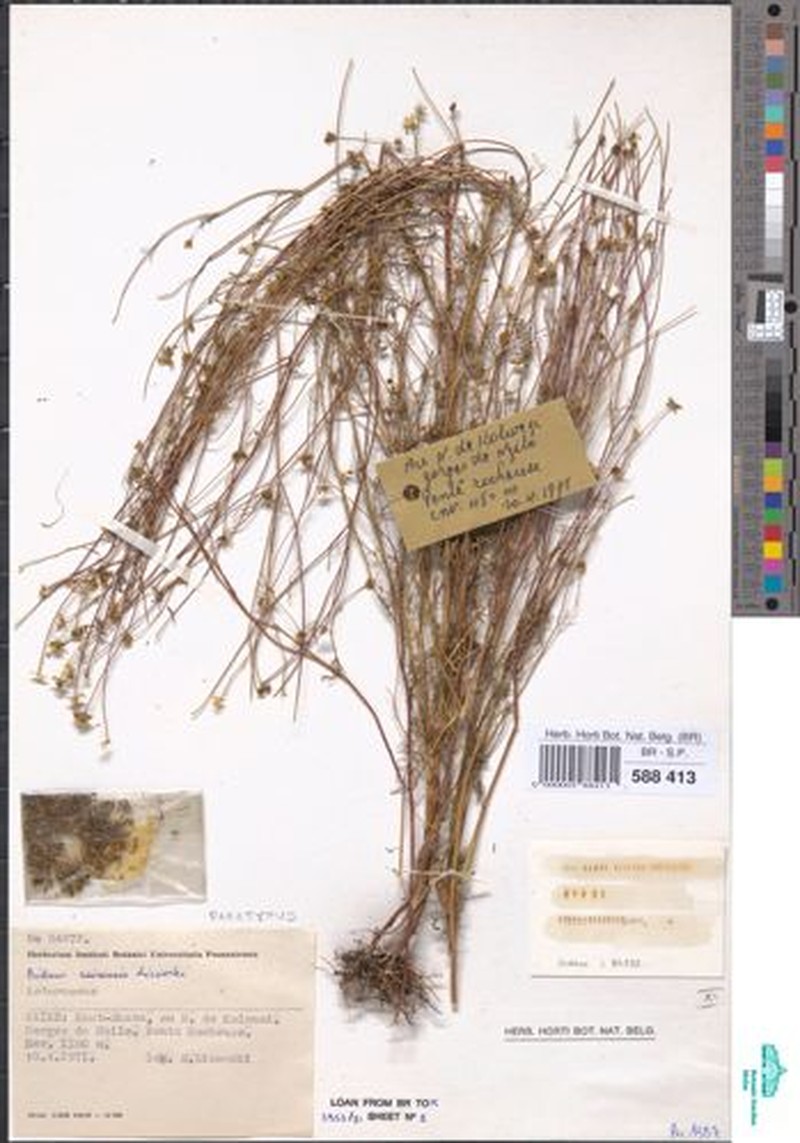 Bidens zairensis