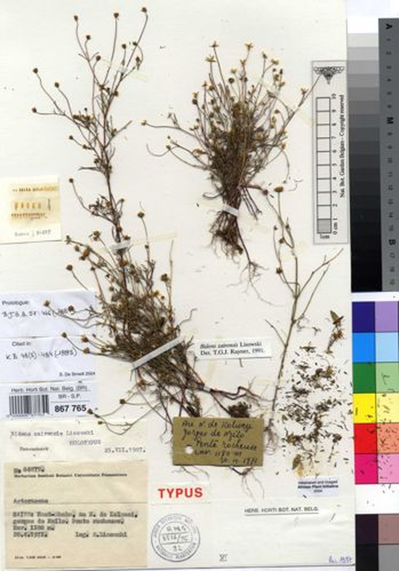 Bidens zairensis photo 2