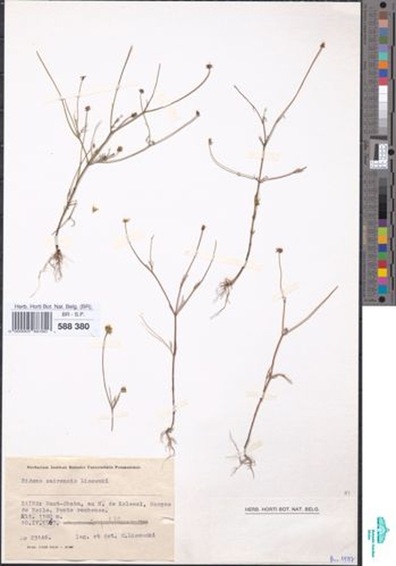 Bidens zairensis photo 3