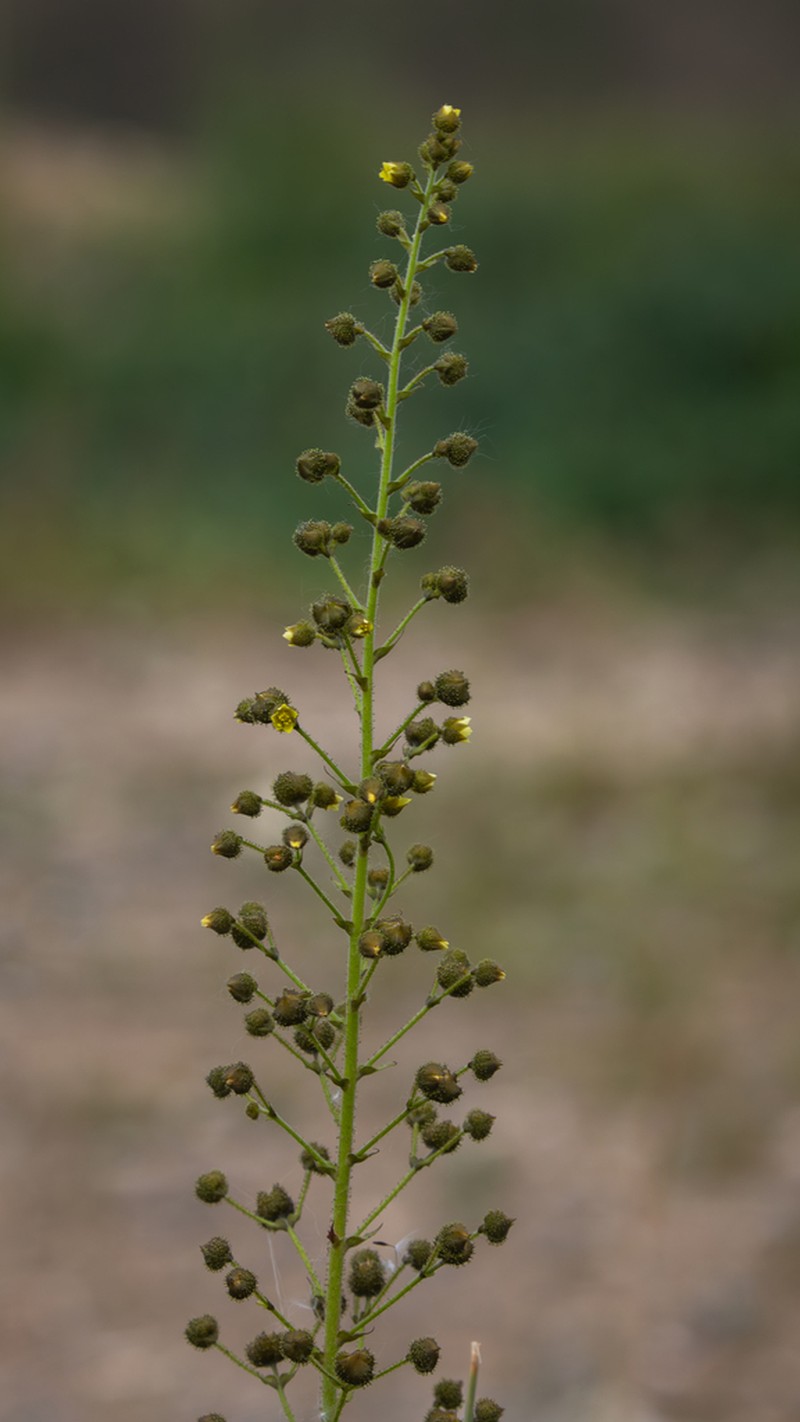 Biebersteinia heterostemon photo 2