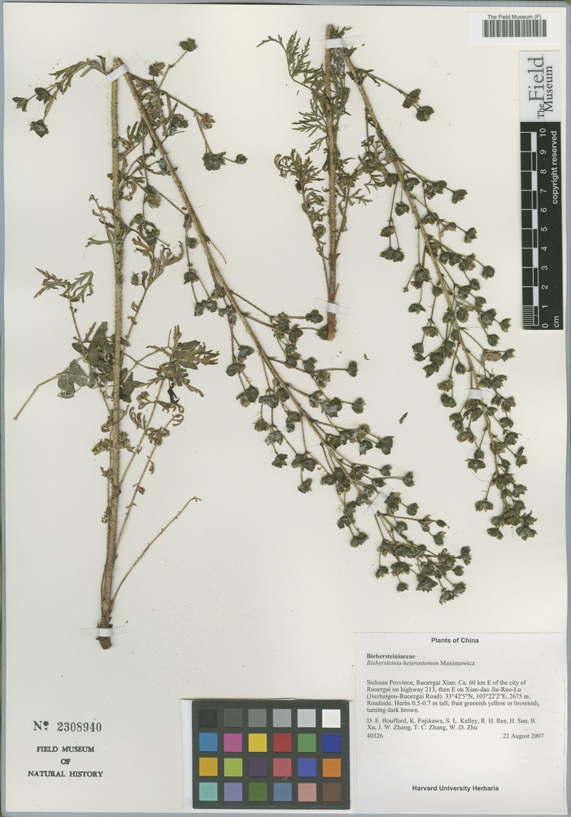 Biebersteinia heterostemon photo 3