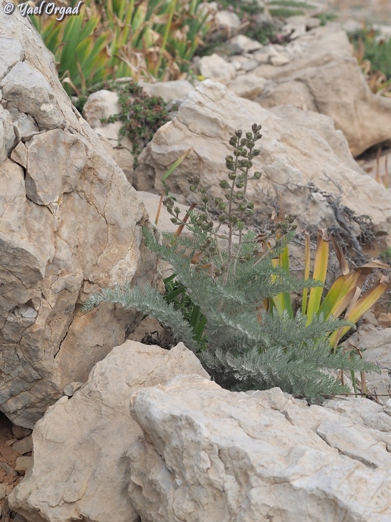 Biebersteinia multifida
